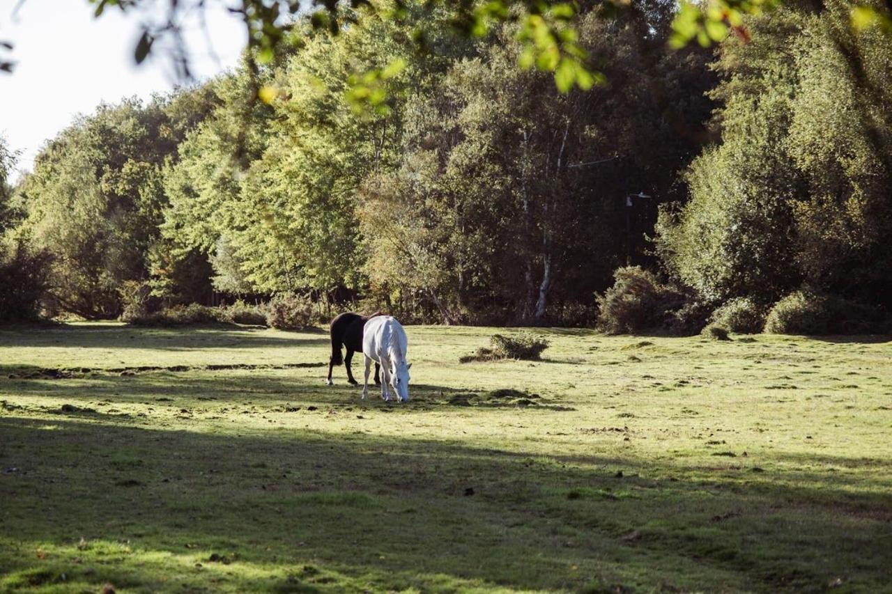 Surrey Lodge Brockenhurst Exteriér fotografie